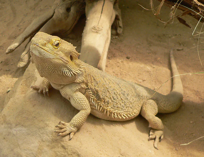 LizardFood