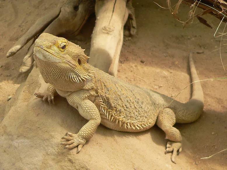 LizardFood
