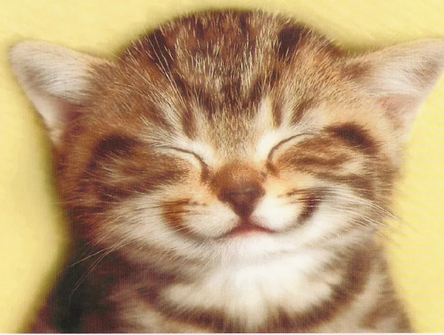 HappyCats