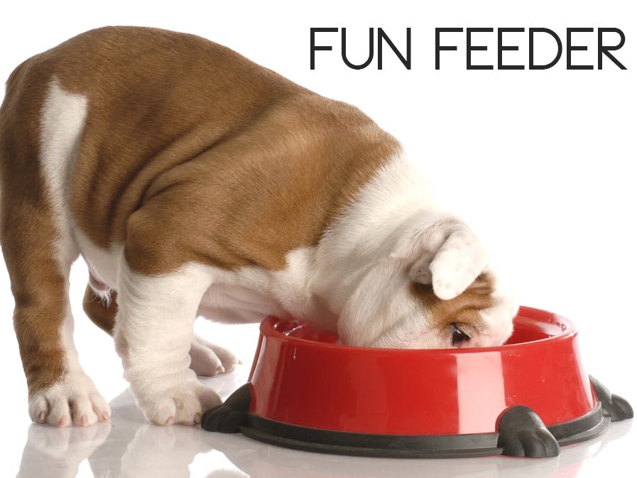Fun Feeder