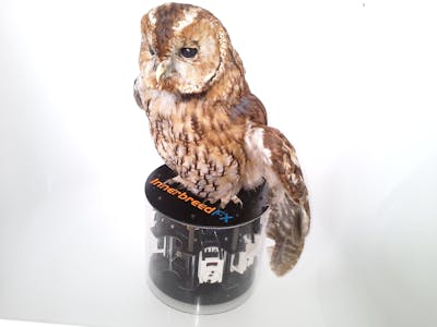 Animatronic 3D printed Bird
