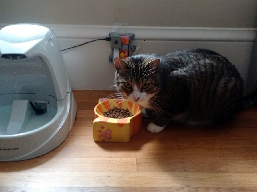 KittyCam - powered with Raspberry Pi & Node.js