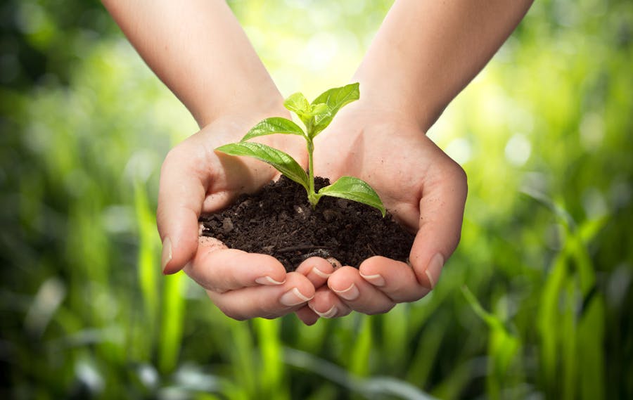 The Sustainable Agriculture Ecosystem