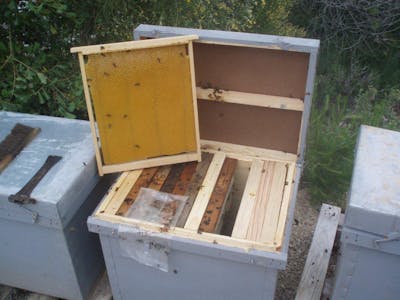 Connected Beehives And Apiaries