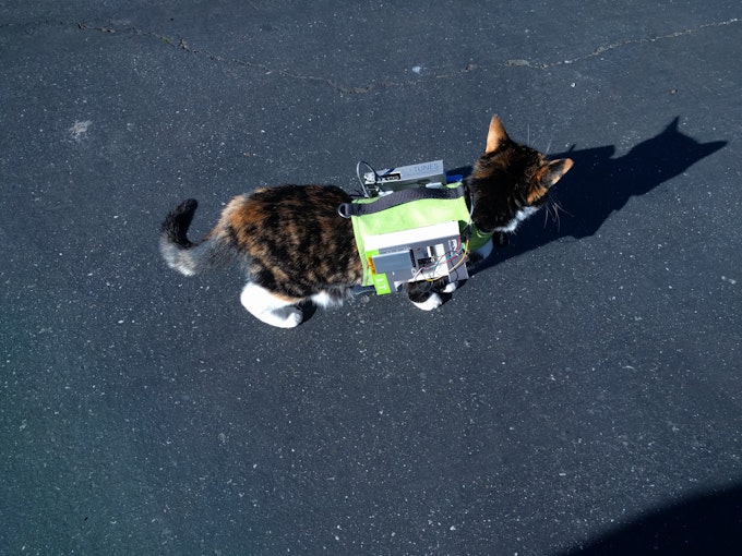 Kitty wearing a raspberry pi