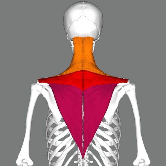 https://commons.wikimedia.org/wiki/File:Trapezius_back.png